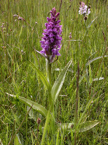 Dactylorhiza majalis - plant