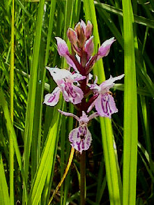 Dactylorhiza sphagnicola - flower head