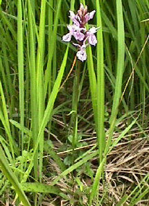 Dactylorhiza sphagnicola - plant