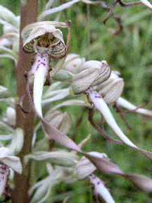 himantoglossum hircinum flower