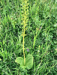 Listera Cordata - plant