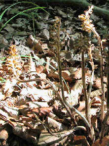 Neottia nidus-avis - group of plants