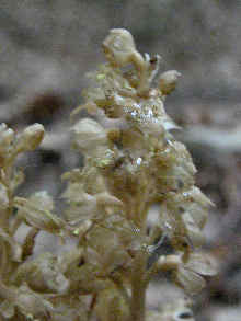 Bird's Nest Orchid  flower head 2009