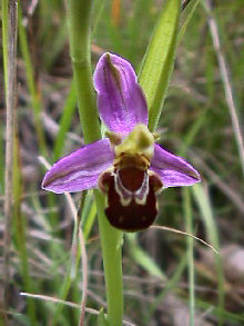 Ophrys Apifera - closeup