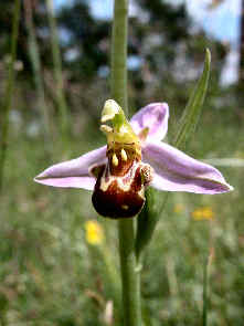 ophrys apifera - flower