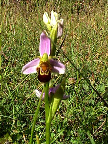 Ophrys Apifera - flower head