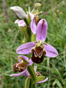 Ophrys Apifera - flower head 2009