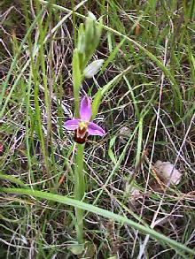 Ophrys Apifera - plant