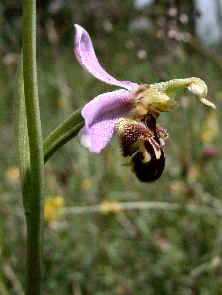 Ophrys apifera - side view of flower