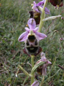 Ophrys Fuciflora - with pink petals