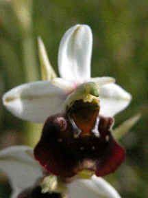 Ophrys Fuciflora - with white petals