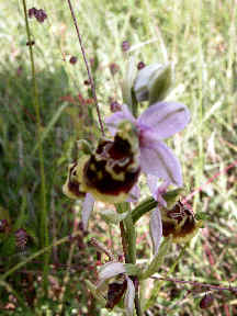 Ophrys Fuciflora - with yellow edge