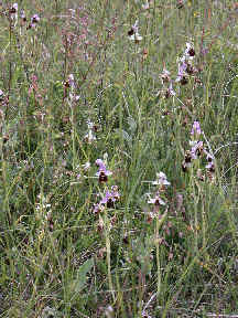 Ophrys Fuciflora - many plants