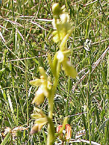 Ophrys Insectifera - yellow flower head