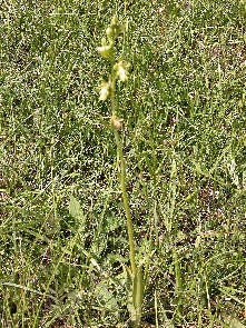 Ophrys Insectifera plant with yellow flowers