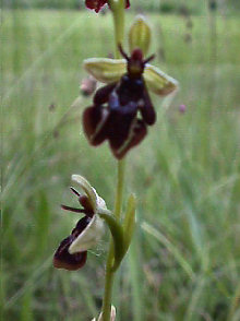 Ophrys Insectifera - abnormal flowers