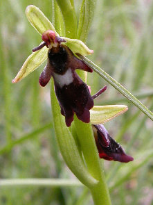 Ophrys Insectifera - flower head