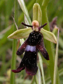 Ophrys Insectifera - flower with pollen