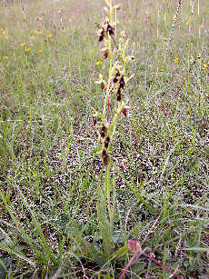 Ophrys Insectifera - plants