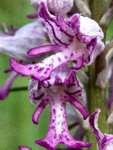 Orchis militaris - 2 flowers close-up