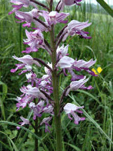 Orchis militaris flower head