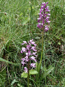 Orchis militaris - 2 plants