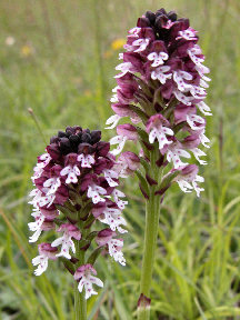 OrchisU stulata - 2 flower heads