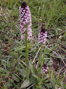 Neotinea ustulata - 3 plants