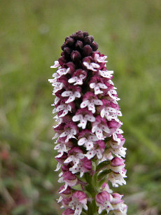 Orchis Ustulata - closeup