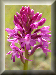 Button: Anacamptis