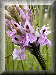 Button: Dactylorhiza