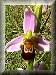 Button: Ophrys