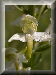 Button: Platanthera