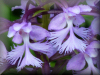 Small Purple Fringed Orchid