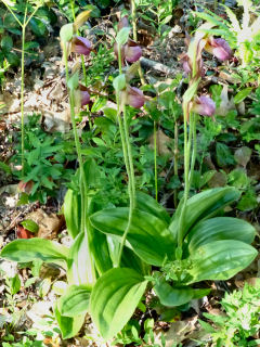 clump of pink lady's slippers