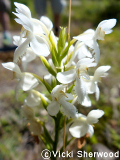 White Fringed Orchis flower head