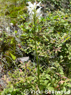 White Fringed Orchis plant