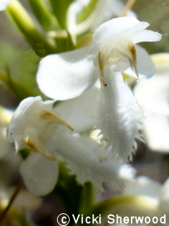 White Fringed Orchis Flowers close-up