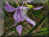 Calopogon_Ontario, Canada