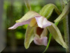 button - epipactis