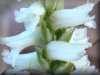 Spiranthes_Ontario, Canada