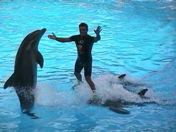 trainer riding on 2 dolphins