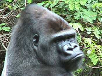 mountain gorilla