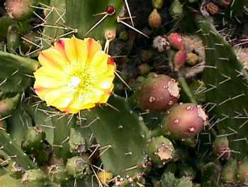 opunta cactus flower