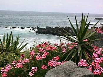 Playa Jardin and flowers