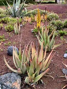 yellow spike flowers