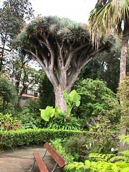 botanical gardens - dragon tree