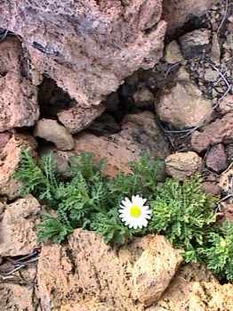 Teide daisy