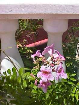 Hotel railing and pink flowers