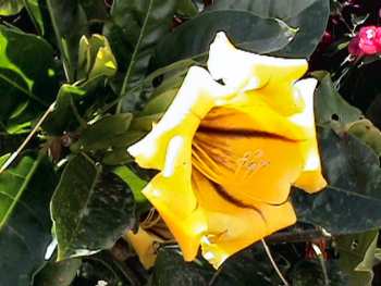 yellow trumpet flower